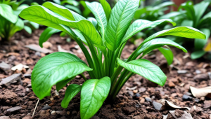 茶叶加工费交税吗